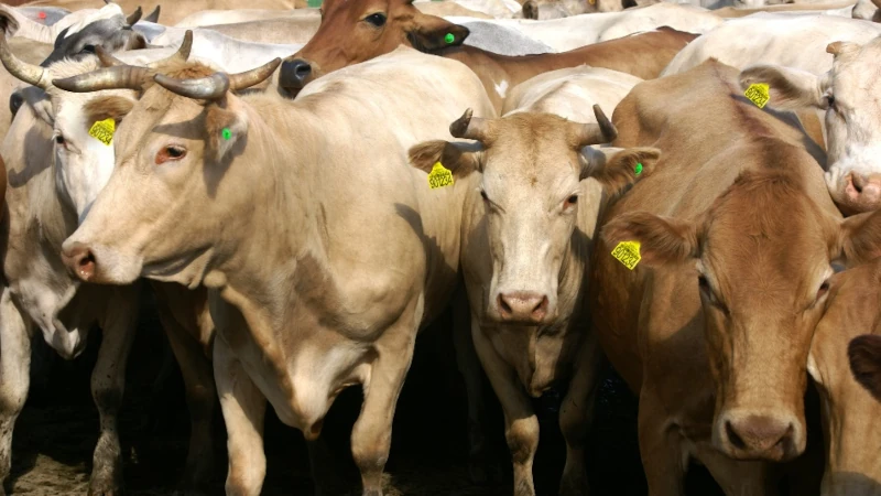 O Brasil possui o maior rebanho comercial do mundo, é o maior exportador de carne bovina e o terceiro maior produtor de leite. | Foto: Divulgação/Portal Brasil