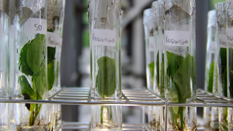 Integração Lavoura-Pecuária-Floresta é parte da estratégia do governo brasileiro para a redução das emissões de gases de efeito estufa. Foto: Divulgação/Embrapa